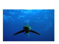 Oceanic White Tip swimming right at me
at Elphinstone Reef. by Wijnand Plekker 